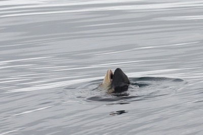 thelonelywhale:  japaneseorca:  Orca calf playing with seaweed off the Shiretoko