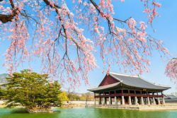 lovesouthkorea:  cherry blossom around Gyeonghoeru, Gyeongbokgung (source) 