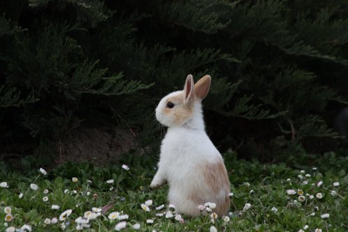 mitchistoostrognk:  crayonguy:  Bunny master post  bunbuns 