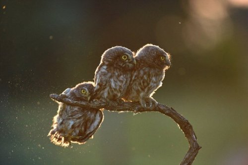 rockandrollchick: An owl struggles to keep his grip as his owl friends look the other way in Tibor K