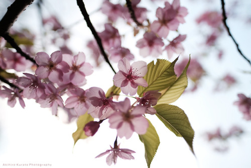 akihirokurata:桜 | Cherry blossoms