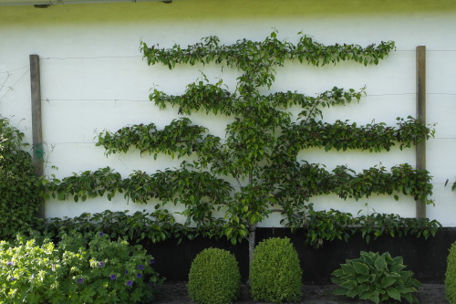 biodiverseed:Espalier Trees, on the BarnOver the years, our relatives over in Jylland have establish