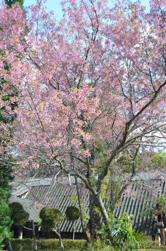 Somewhere In Chiang Mai,thailand ...