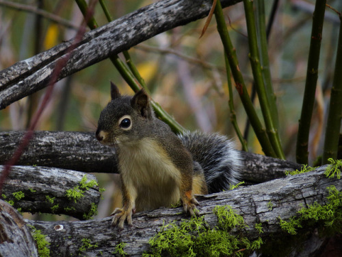 squirrel by glacierman on Flickr.