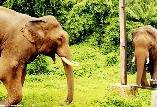 dont-panic-zoology:  eustaciavye77:   Sanjai, a 20-years old bull (male elephant), sees himself for the first time in front of a mirror. [x]  elephants are fucking awesome.  I’m glad humans are starting to understand that we’re not the be all and