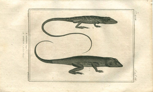 1802 Antique Print of Anolis Lizards , Buffon, Drawing by De Seve, Engraved by Tradieu, Reptiles