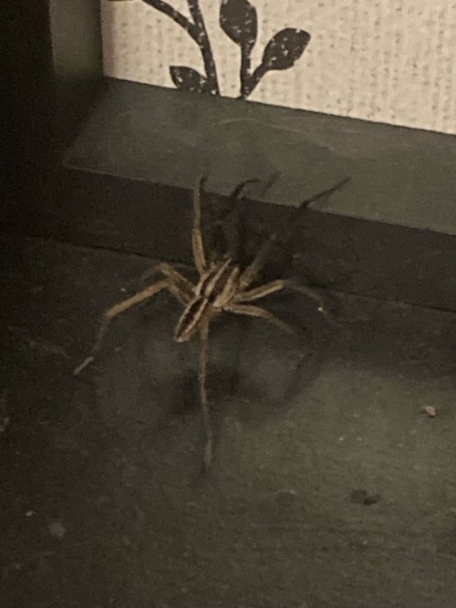 Some Wolf Spiders I Caught In My House Recently. My Mother Saw Three And Ive Only Managed To Catch The