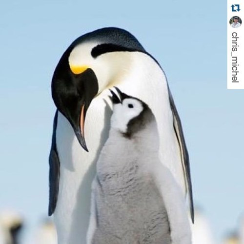 #Repost @chris_michel with @repostapp. ・・・ A mother’s love. #penguins #ペンギン #penguin