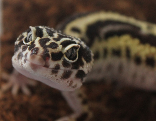 lunationgeckos: The smolder. 