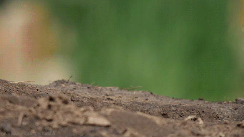 headlikeanorange:Black-Tailed Prairie Dog adult photos