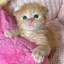 ilovekekito