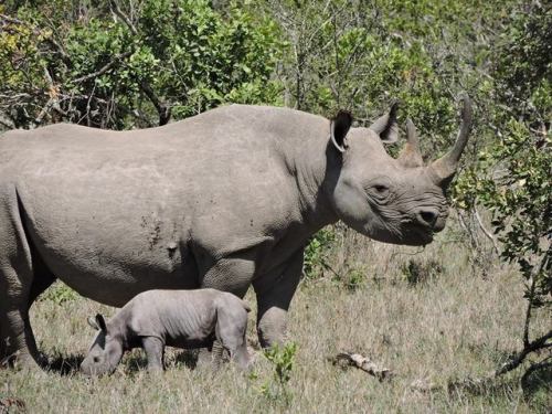 Nabuul was hand reared by rangers at Ol Pejeta Conservancy. She has now successfully birthed her fir