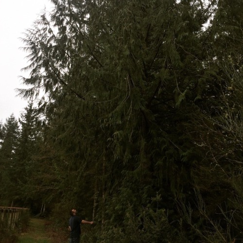 Jorge checking out one of our beautiful western red cedars as we walk the property! #WesternRedCedar