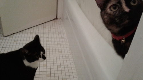 oiaoe:A tale of two kitties.