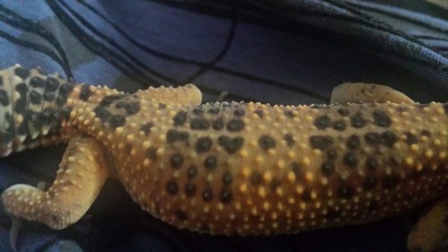 lesbiananders:My smol lizliz has a perfect heart in her spots. Pancake is pure and good.