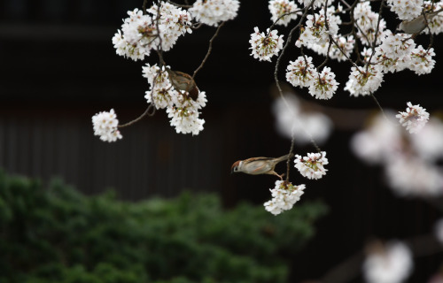 桜狩り