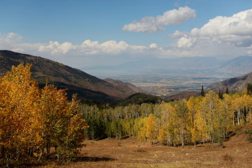 aspen