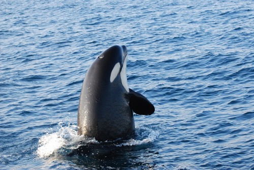 kohola-kai:Orca spyhopping off the coast of Hokkaido, Japan by Shiretoko Nature Cruise Guest