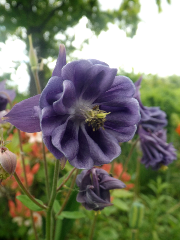 Merriments Garden
