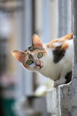 Feed-My-Kitty:  Kitty Photo 