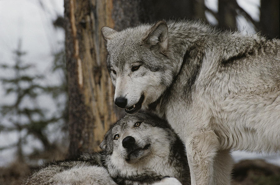 beautflstranger:  
