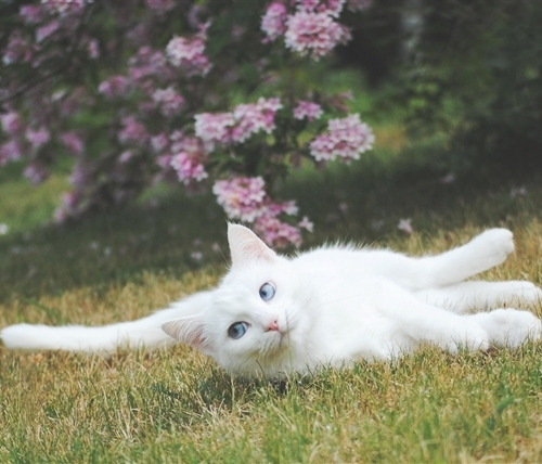 Fluffy white cat with blue eyes