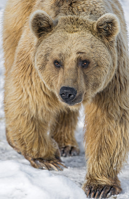phototoartguy:  Bear walking towards me… by Tambako the Jaguar on Flickr.