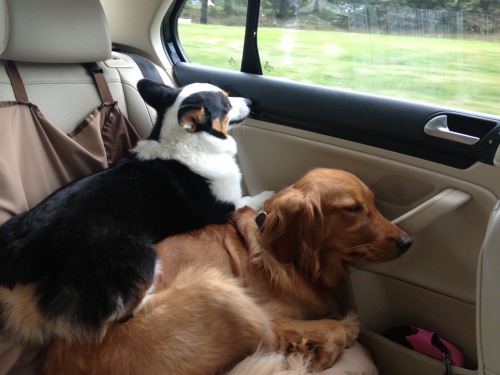 corgiaddict:  Road trips :) 