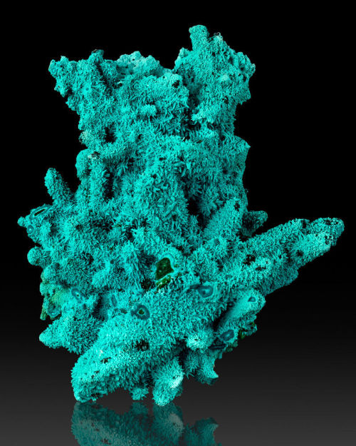 Chrysocolla pseudomorph after Malachite - Congo