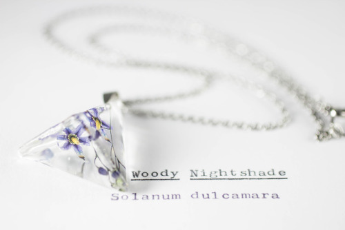 mossofthewoodsjewelry:Woody Nightshade (Solanum dulcamara)