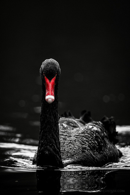 burning-soul:  Black Swan 