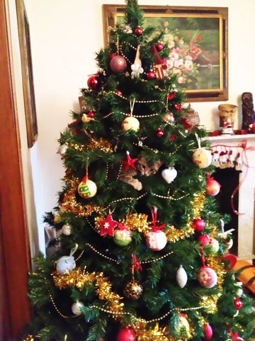 awesome-picz:   Cats Helping Decorate Christmas Trees. 