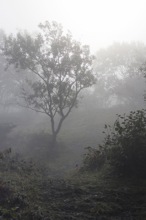 Fog on Arnside Knott, Arnside and Silverdale AONB, Cumbria, UK by Ministry