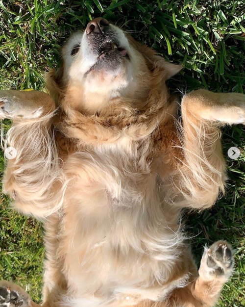 This is Queso. After many years of intense research, she discovered the ideal sunbathing position. T