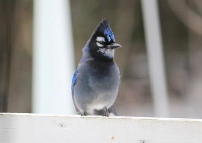 sasharjones:sasharjones:Just discovered while researching Blue Jays for a commission that due to climate change, the Blue Jays’ range has been expanding… which has led to instances of hybridization with Steller’s Jays as their ranges