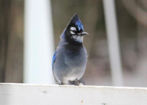 sasharjones:sasharjones:Just discovered while researching Blue Jays for a commission that due to climate change, the Blue Jays’ range has been expanding… which has led to instances of hybridization with Steller’s Jays as their ranges