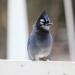 sasharjones:sasharjones:Just discovered while researching Blue Jays for a commission that due to climate change, the Blue Jays’ range has been expanding… which has led to instances of hybridization with Steller’s Jays as their ranges