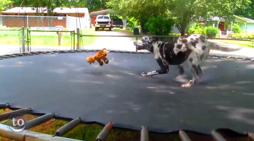 Trampoline Time!So if you can enjoy jumping on a trampoline, then why can&rsquo;t dogs and cats 