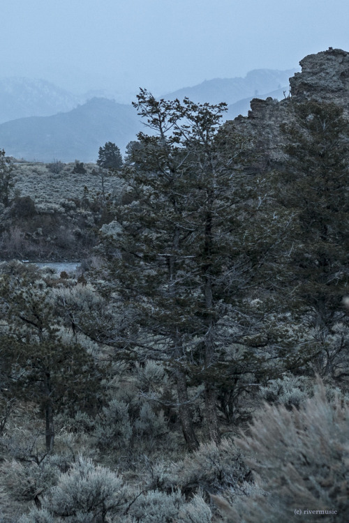 riverwindphotography:  Everything was the Color of Sage: Shoshone National Forest, Wyoming riverwindphotography, December 2017 