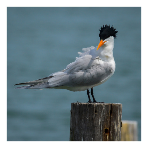 Blowout. Royal tern / charrán real (Thalasseus maximus). At Mill Creek, in the Phoebus community, Ha