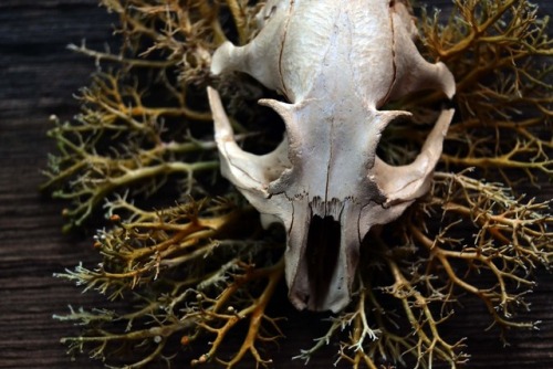 wolftea: lichen and skull