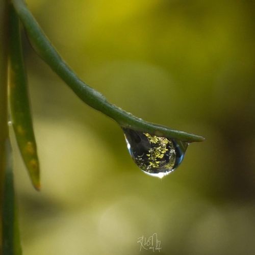 Drop #indianmacro#drops#drops_perfection#macro_perfection#macro_mania__#exquisitepics20_ma