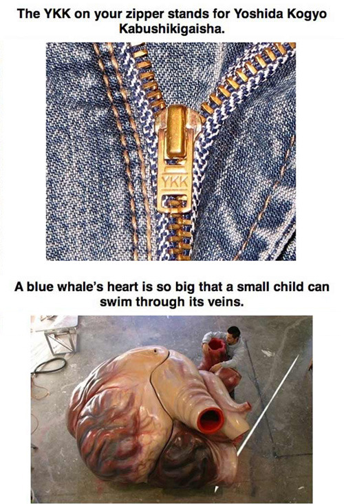 givemesomeofthat:  tastefullyoffensive:  Useless Things You Don’t Need To Know [via]  Fucking elephants.