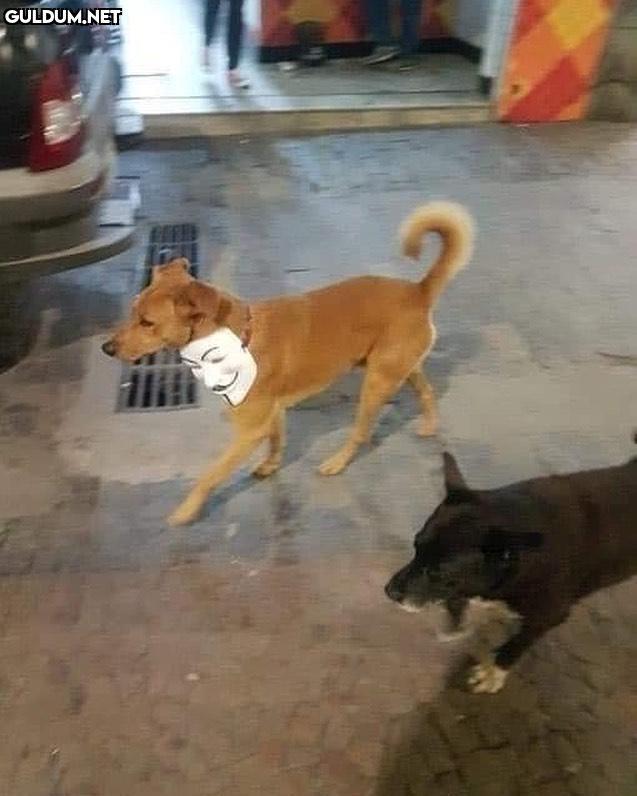 havlayan köpek ısırmaz, isyan eder.