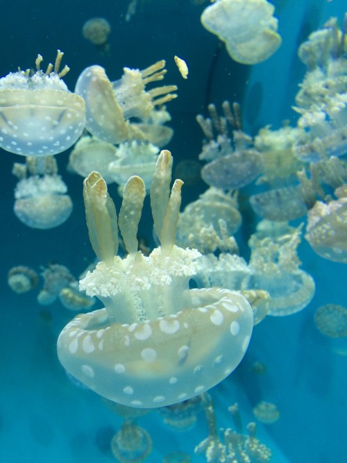 marn-i-magery: More jellies! 6.26.15