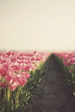 Tulips | Via Tumblr On We Heart It. Http://Weheartit.com/Entry/66053241/Via/Glowinginthedarkness