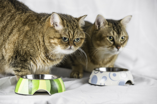 My new obsession. Kafi (Exotic Shorthair) and Dig (Burmilla).  Kafi- That face!  w