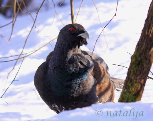 mirdam-aves:Species | Eurasian capercaillieThe Eurasian capercaillie (Tetrao urogallus) has many nam