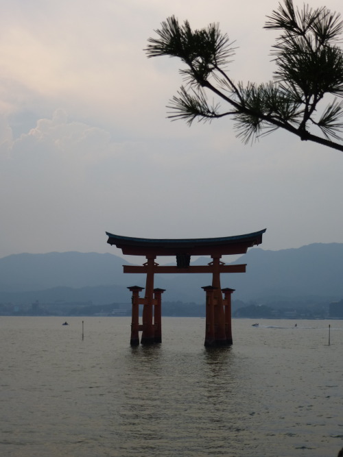 Le torii flottant en fin de journée ~~