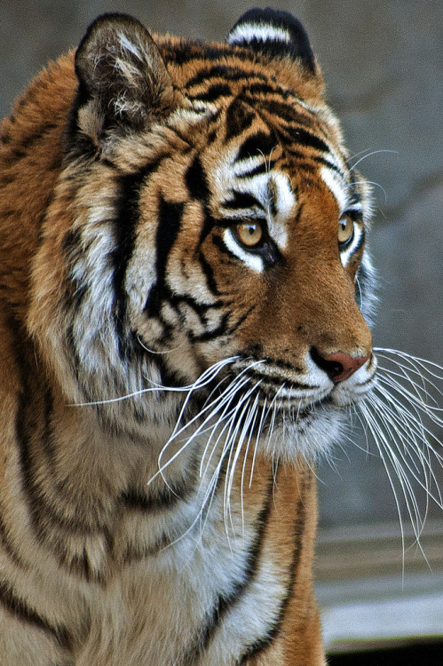 italdred:  Soft&fluffy (by Porfidax) 